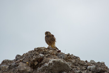 kestrel a bird of prey species belonging to the kestrel group of the falcon family perched on...