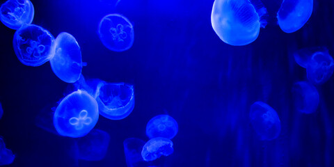 Jellyfish, meduse, Genova, Italy