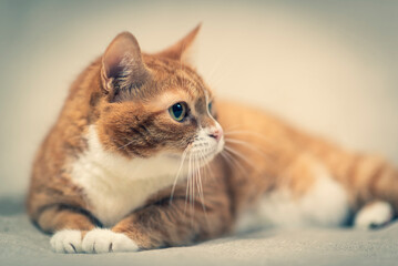 Portrait of a beautiful domestic red cat.