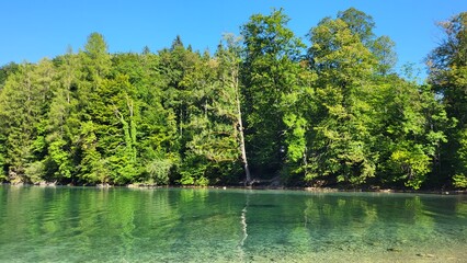 lake in the forest 