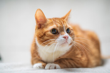 Fototapeta na wymiar Portrait of a beautiful domestic red cat.