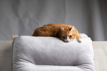 Portrait of a beautiful domestic red cat.