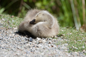 Gosling