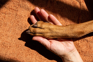 A dogs paw in a human hand. A picture of mans best friend and the love between a dog and a human. 