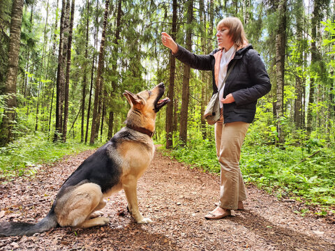 The girl or woman trains German Shepherd dog in the spring, summer, and autumn forest. Walk and work with the dog