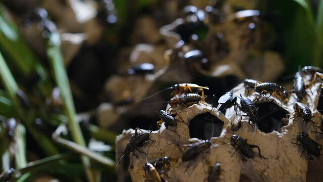 Farm Black House cricket or Gryllid perched on chicken egg stall