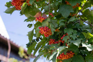 Unripe snowball tree, summer sunny day