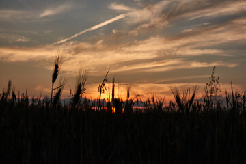 Obraz premium Sunset in the fields of Venta la Rubia. Madrid's community. Spain