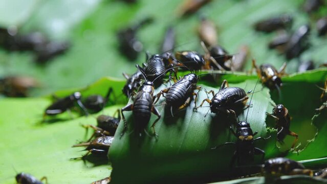 Black House cricket or Gryllid perched on a brightly lit green banana leaf