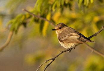 Spotted Flycatcher on green, Bahrain