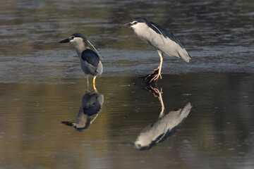 Black-crowned Night herons with dramatic reflection, Bahrain