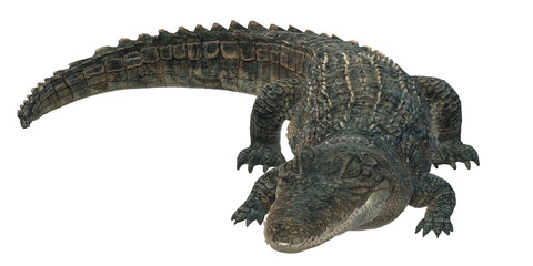 Naklejka premium Alligator isolated on a Transparent Background