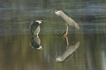 A pair of Black-crowned Night heron at Tubli bay, Bahrain