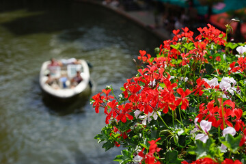 Flowers at the city canal 