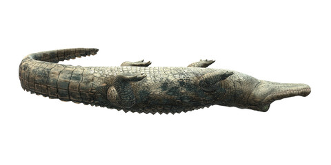 Alligator isolated on a Transparent Background