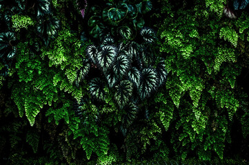 Dark green begonia leaves. Thick tropical green. Natural, moody background.