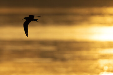 Fototapeta na wymiar Silhouette of White-cheeked Tern flying during sunrise, Bahrain