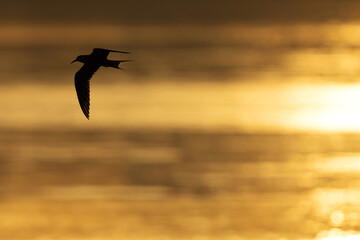 Fototapeta premium Silhouette of White-cheeked Tern flying during sunrise, Bahrain