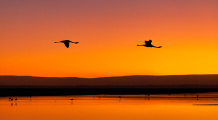 Flamingos