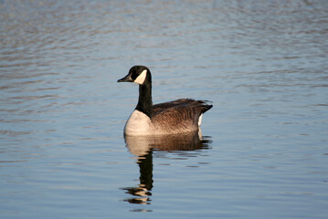Fototapeta premium Canadian Goose swimming in the Lake in Willowbrook, IL,USA