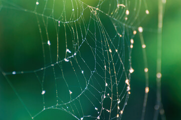 Shiny Spider Web on the Background of Green Foliage