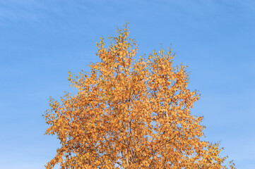 Yellowed Autumn Tree on the Background of a Blue Sky