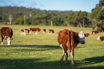 Fototapeta na wymiar cows grazing at sunset in a field at sunset on a farm in australia