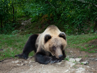 bear lies on the background of the fores