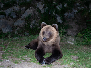 Fototapeta premium brown bear lies on the background of stones in the forest