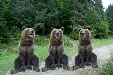 three bears sit in the background of the forest