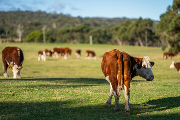 Cows grazing at sunset on a farm