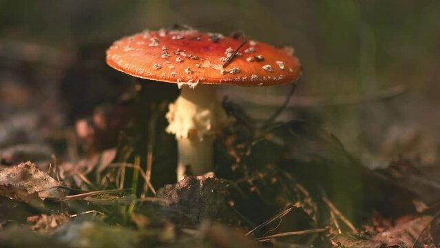 Beautiful red fly agaric in the forest. Close, macro