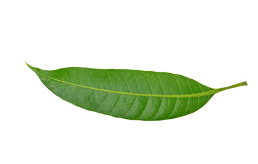 Obraz premium Green leaf isolated on white background