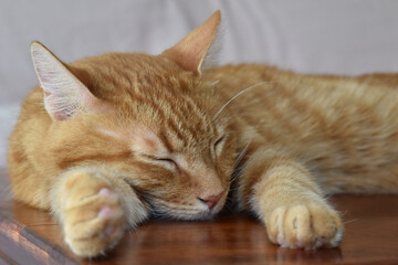 Ginger cat sleeping on the table at home. 