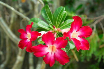 Pink bignonia or desert rose or Adenium obesum or Mock Azalea or Pinkbignonia or Impala lily or pink flowers