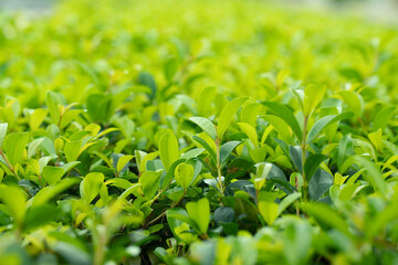 Green bush garden background with natural texture, plants as a natural green wall