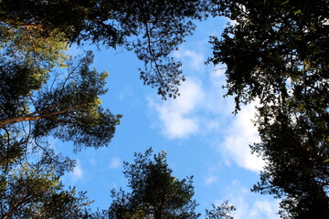 Photo from bottom to top. The tops of pine trees against the background of the sky and clouds.	