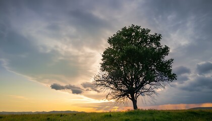 Fototapeta premium tree at sunset