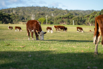 Close up of Angus and hereford Cows eating long pasture in Australia.