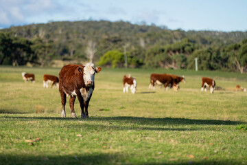 Naklejka na ściany i meble Cows grazing at sunset on a farm