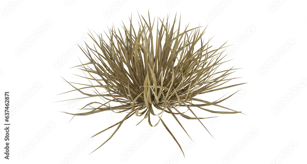 Poster bunches of grass on a transparent background. 3d rendering.