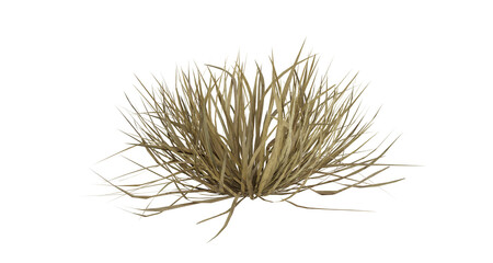 Bunches of grass on a transparent background. 3D rendering.	
