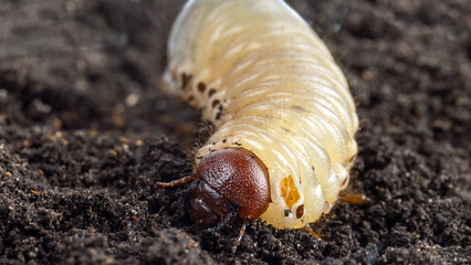 White chafer grub against the background of the soil. Larva of the May beetle. Agricultural pest.