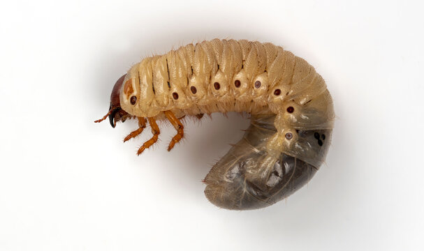 White chafer grub isolated on white background.