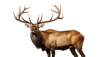 Fototapeta premium a bull elk bugling in a 3/4 view, in an isolated and transparent PNG in a Wildlife-themed, photorealistic illustration. Generative ai