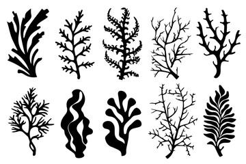 Hand drawn set of corals and seaweed silhouette isolated on white background. Vector icons and stamp illustration. - obrazy, fototapety, plakaty
