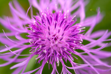Brown knapweed (Centaurea jacea) is a species of herbaceous perennial plants in the genus Centaurea native to dry meadows and open woodland. Macro close up of maganta violet symmetrical flowerhead. - obrazy, fototapety, plakaty
