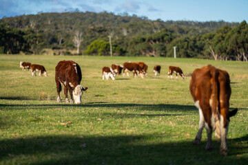 Fototapeta na wymiar beautiful cow eating grass in a field