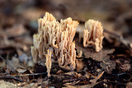 Salmon coral, beautiful or handsome clavaria yellow-tipped or pink coral fungus (Ramaria formosa) is a coral shaped mushroom. Macro close up of beige cluster in a forest in Sauerland Germany.