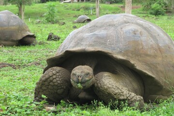 Galapagos Tortoise